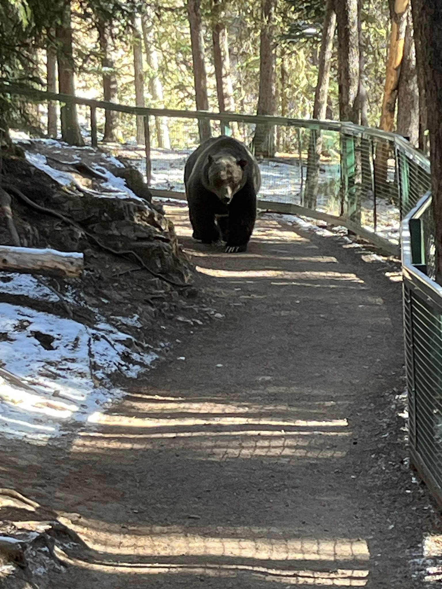 Bear photo 1